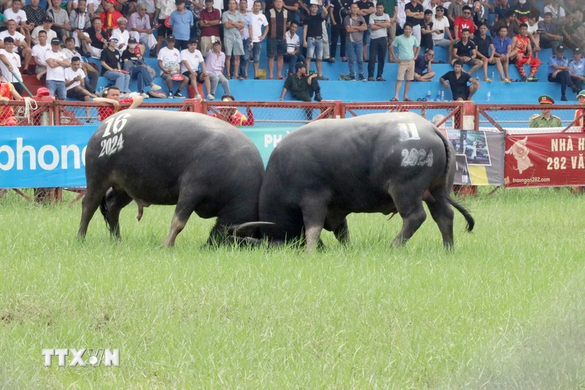 Những miếng đánh của các 'ông trâu.' (Ảnh: Hoàng Ngọc/TTXVN)