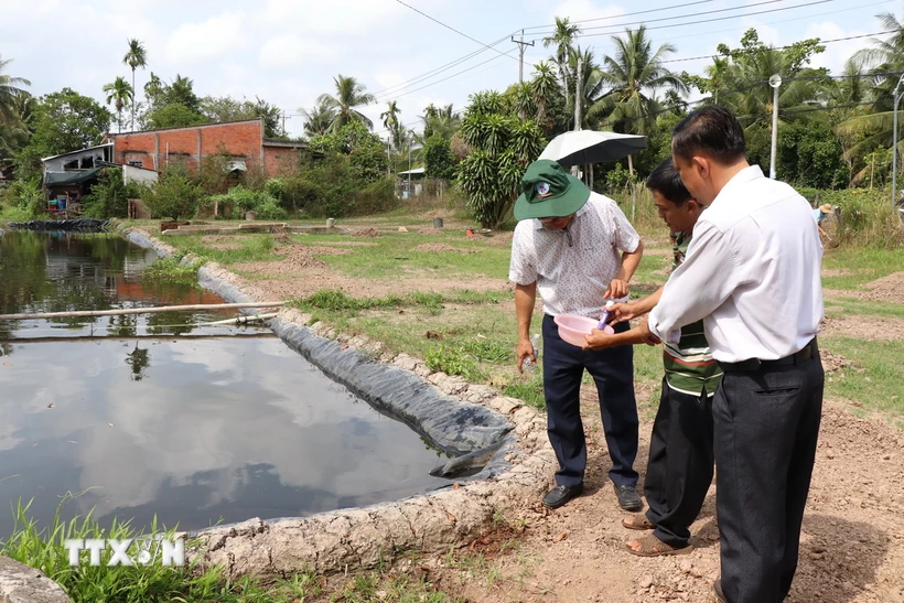 Nhà vườn xã Hưng Khánh Trung B, huyện Chợ Lách, tỉnh Bến Tre chủ động đo độ mặn trước khi tưới cho cây trồng. (Ảnh Công Trí/TTXVN)