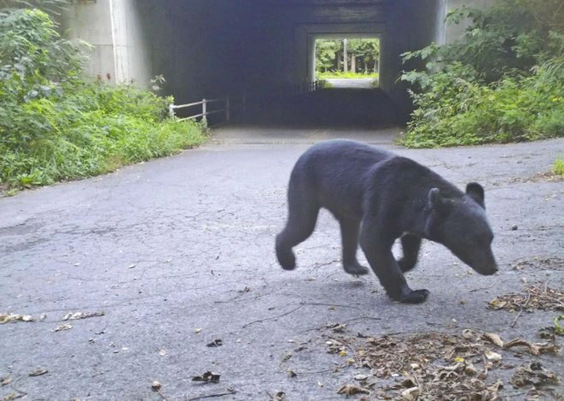 【写真】日本の19県で発生した198件のクマ襲撃事件で219人が死傷（出典：共同通信）