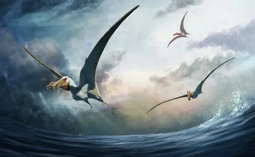 Các nhà khoa học phát hiện hóa thạch của một loài bò sát bay khổng lồ trong thời kỳ khủng long. (Nguồn: discoverwildlife)