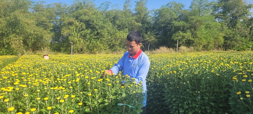 Vườn hoa của gia đình anh Nguyễn Ngọc Trà, ngụ xã Láng Lớn, huyện Châu Đức, đến nay mới tiêu thụ gần hết dù giá đã giảm khá nhiều. (Ảnh: Hoàng Nhị/TTXVN)