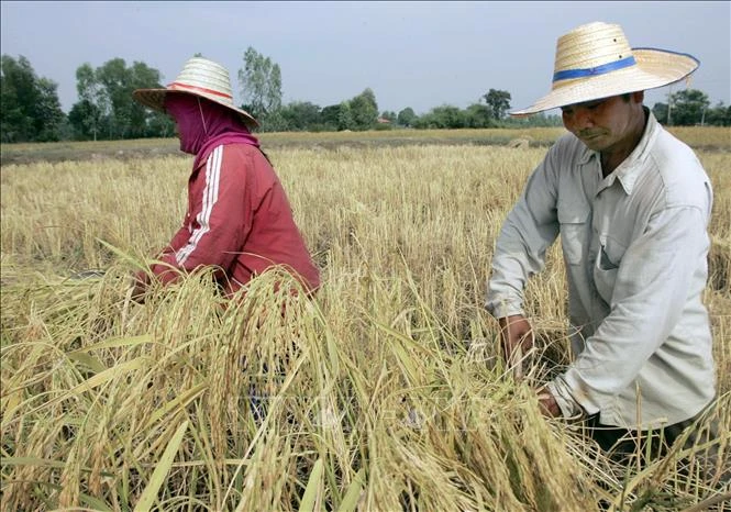 Nông dân thu hoạch lúa trên cánh đồng ở tỉnh Roi Et, Thái Lan. (Ảnh: AFP/TTXVN)