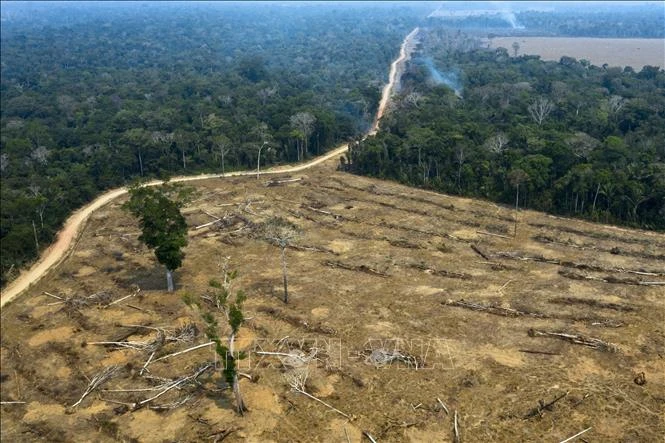 Một khoảng rừng Amazon bị thiêu rụi ở gần Porto Velho, bang Rondonia, Brazil. (Ảnh tư liệu: AFP/TTXVN)