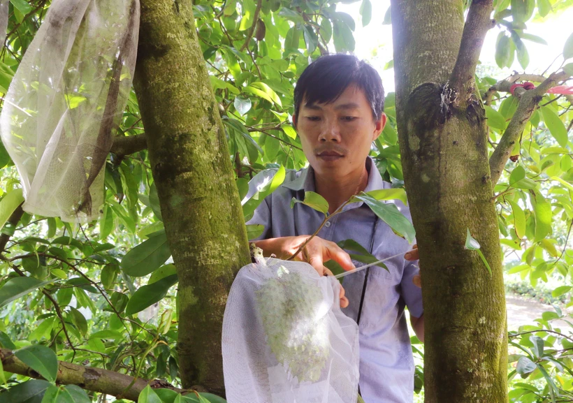 Hợp tác xã Kiên Hòa (ấp Vĩnh Kiên, xã Vĩnh Quới, thị xã Ngã Năm) trồng hơn 35 ha mãng cầu xiêm, trung bình cung cấp hơn 700 tấn trái/năm cho thị trường. (Ảnh: Tuấn Phi/TTXVN)