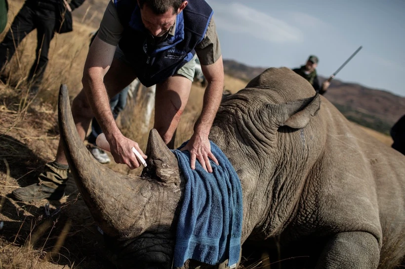 Nhân viên chăm sóc một con tê giác bị thương do nạn săn trộm sừng tê giác tại vườn quốc gia Pilanesberg (Nam Phi). (Ảnh: AFP/TTXVN)