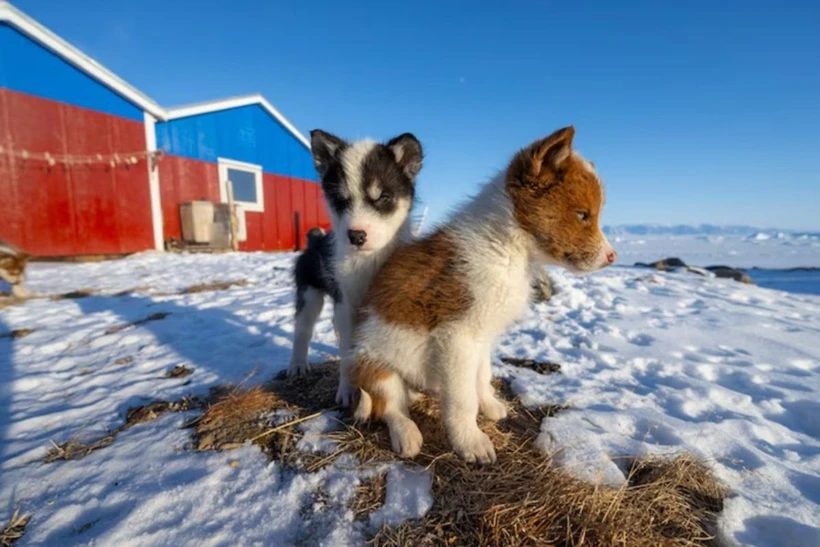 Chó con husky Greenland chơi đùa ở Qaanaaq, Greenland. (Nguồn: National Geographic)