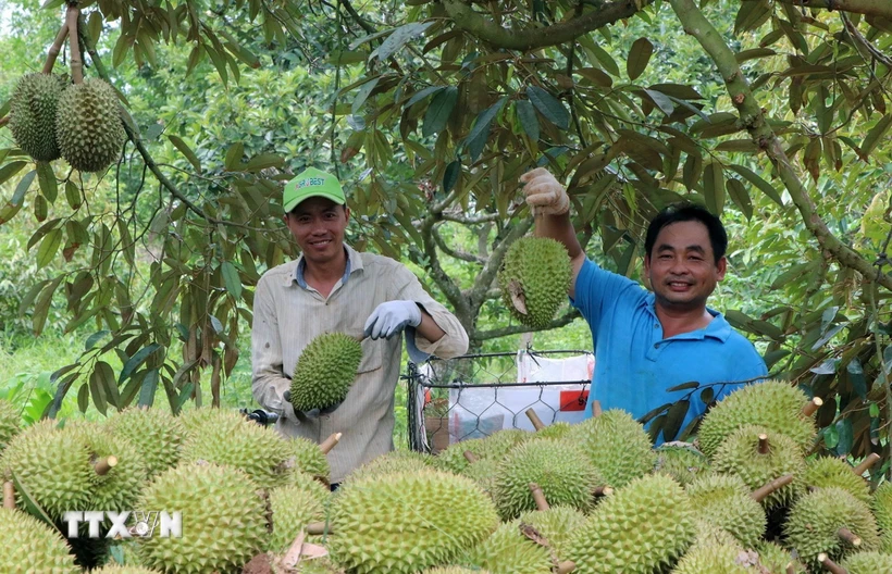 Thu hoạch sầu riêng tại Hợp tác xã Liên Đức, xã Xà Bang (Châu Đức, Bà Rịa-Vũng Tàu). (Ảnh: Hoàng Nhị/TTXVN)