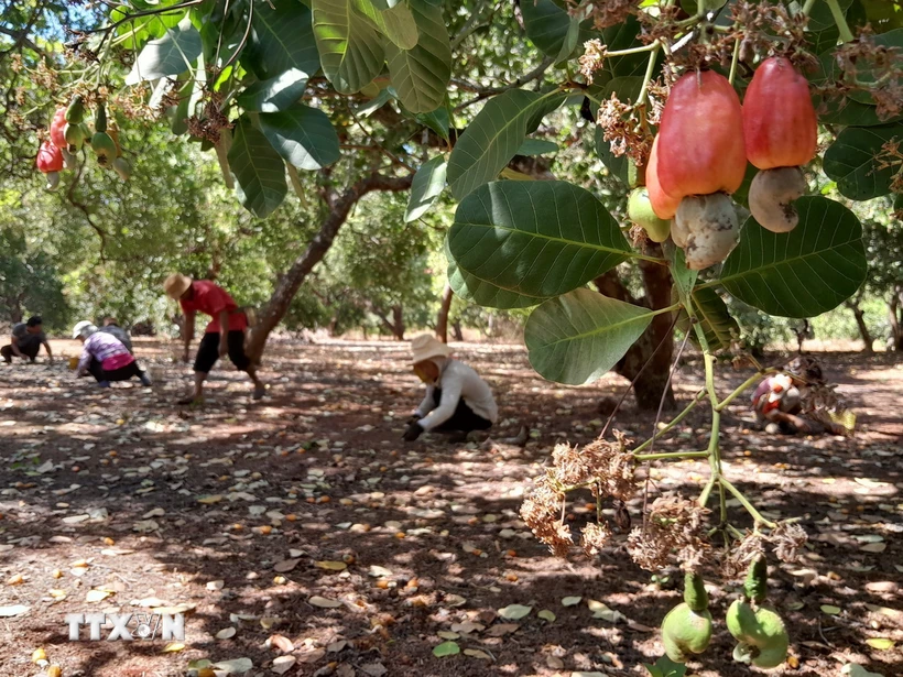 Người dân thu hoạch hạt điều tại huyện Bù Gia Mập, Bình Phước. (Ảnh: K Gửi H/TTXVN)