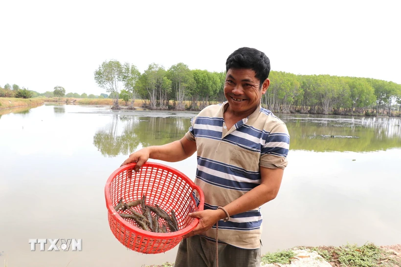 Mô hình nuôi tôm, cua dưới tán rừng của gia đình ông Huỳnh Công Lý, xã Long Vĩnh, huyện Duyên Hải. (Ảnh: Thanh Hòa/TTXVN)