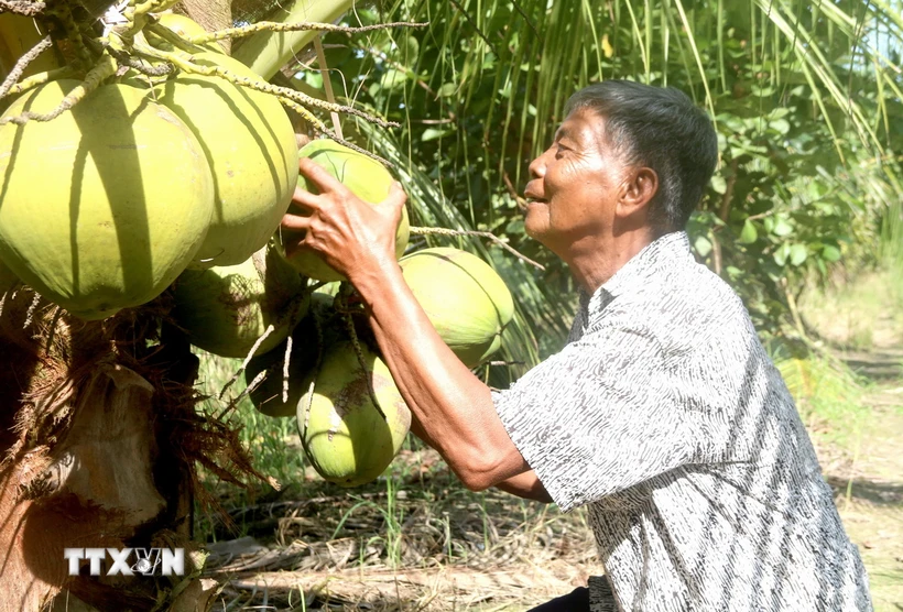 Ông Thạch Chanh, xã Hoà Tân (Cầu Kè, Trà Vinh) thu hoạch dừa sáp. (Ảnh: Thanh Hòa/TTXVN)