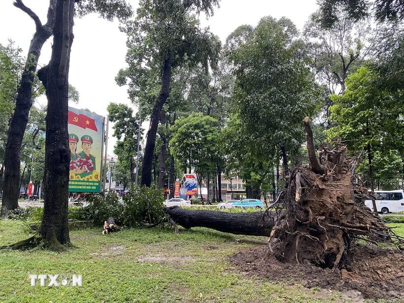 Thân cây nằm chắn ngang bãi cỏ trong công viên, còn phần ngọn thì đổ ra mặt đường Lê Duẩn, Quận 1. (Ảnh: Hồng Giang/TTXVN)