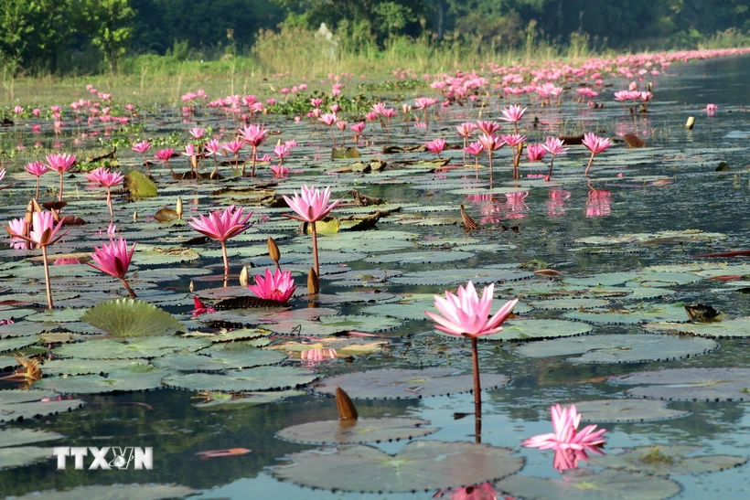 Hàng vạn bông súng tím biếc đồng loạt bung nở tạo nên khung cảnh thơ mộng cho dòng sông Ngô Đồng tại Khu du lịch Tam Cốc, huyện Hoa Lư, tỉnh Ninh Bình. (Ảnh: Thùy Dung/TTXVN)