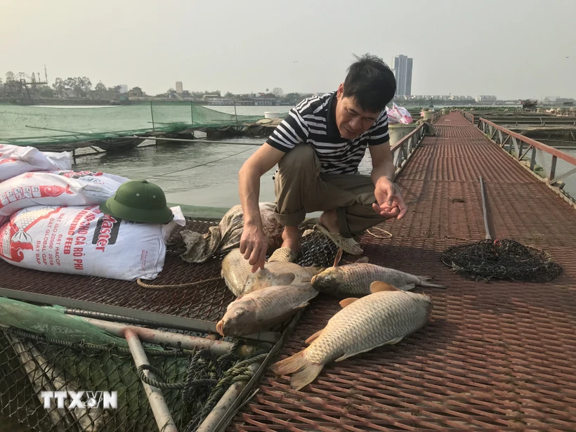 Anh Lê Văn Thành kiểm tra cá chết vừa được vớt lên từ lồng nuôi. (Ảnh: Tiến Vĩnh/TTXVN)
