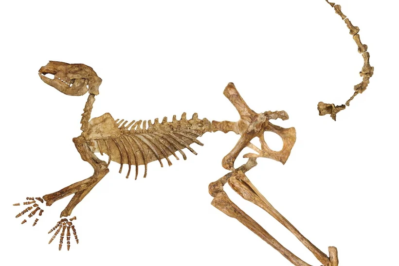 Bộ xương của Protemnodon có kích thước gấp đôi con chuột túi đỏ. Cung cấp: Đại học Flinders