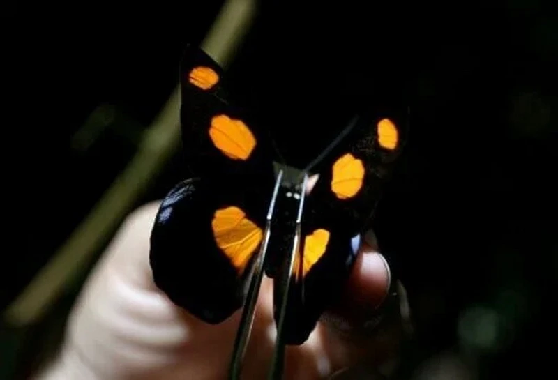 Loài bướm "rất nhạy cảm, ngay cả với những thay đổi nhỏ trong hệ sinh thái." (Nguồn: kulr8)