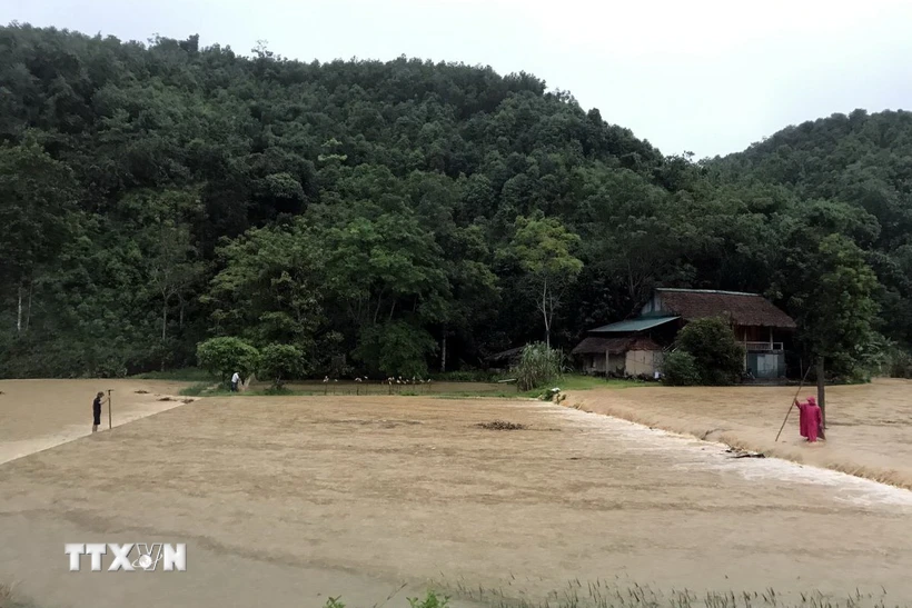 Mưa lớn đã làm hơn 200 ha lúa, hơn 71 ha ngô và rau màu bị ảnh hưởng ở huyện Yên Sơn. (Ảnh: TTXVN phát)