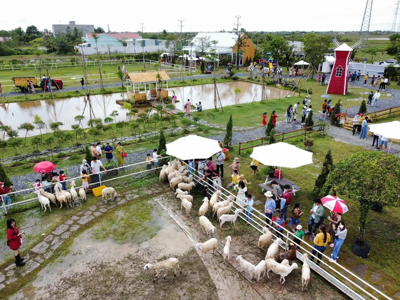 Trang trại cừu ở thành phố Bạc Liêu là điểm tham quan thu hút đông đảo khách trải nghiệm, nhất là giới trẻ thích check-in lưu giữ những kỷ niệm đẹp. (Ảnh: TTXVN phát)