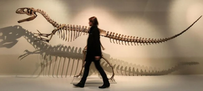 Các nhà cổ sinh vật học tin rằng Megalosaurus đi bằng hai chân. (Ảnh: PA/AP)