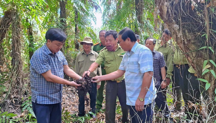 Chủ tịch UBND tỉnh Cà Mau Huỳnh Quốc Việt (bìa trái) cùng các đơn vị, các chủ rừng kiểm tra độ ẩm của lớp thực bì dưới tán rừng U Minh Hạ. (Ảnh: Huỳnh Anh/TTXVN)