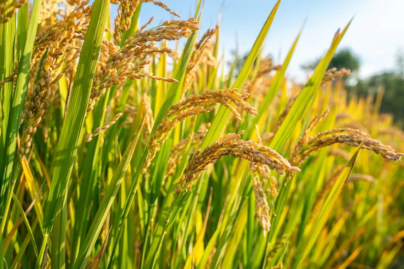 Con người bắt đầu trồng lúa khoảng 13.000 năm trước. (Nguồn: CFP)