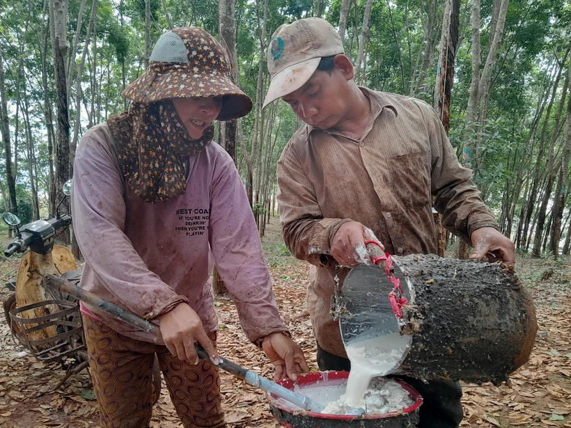 Gia đình vợ chồng Thị Mai, xã Đức Hạnh, huyện Bù Gia Mập thu hoạch mủ cao su. (Ảnh: K GỬIH/TTXVN)