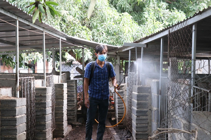 Hộ gia đình tại Khánh Hòa phun thuốc tiêu độc khử trùng ngăn chặn lây lan dịch tả lợn châu Phi. (Ảnh: Đặng Tuấn/TTXVN)