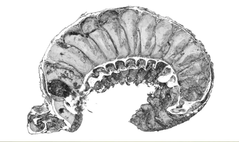 Hóa thạch ấu trùng có kích thước bằng một hạt vừng nhưng chứa đầy những bí mật tiến hóa. (Nguồn: Tạp chí Nature)
