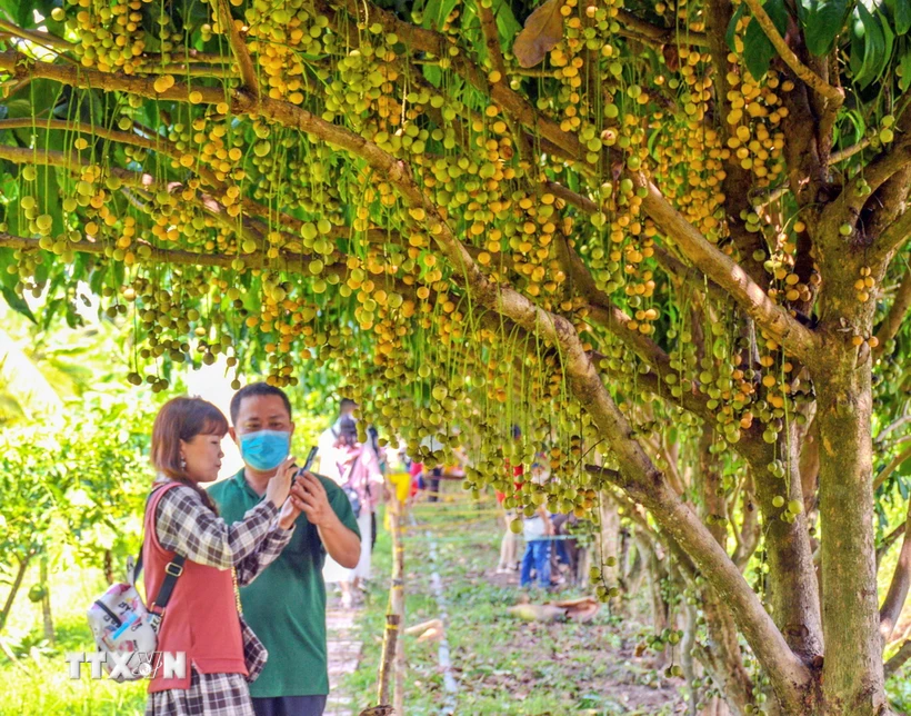 Dâu Cái Tàu ở xã Nguyễn Phích, huyện U Minh, từ lâu đã trở thành đặc sản phổ biến thu hút du khách gần xa tìm đến trải nghiệm mỗi khi vào dịp dâu chính vụ. (Ảnh: Huỳnh Anh/TTXVN)