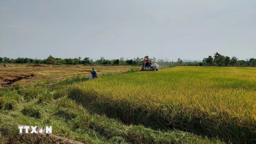 Mô hình “Trình diễn lúa nước” của Đồn Biên phòng Ia Mơ (Bộ đội Biên phòng tỉnh Gia Lai) cho năng suất cao, giúp hàng trăm hộ dân tộc thiểu số tại làng Klăh, xã Ia Mơ, huyện Chư Prông thoát nghèo. (Ảnh: Hồng Điệp/TTXVN)