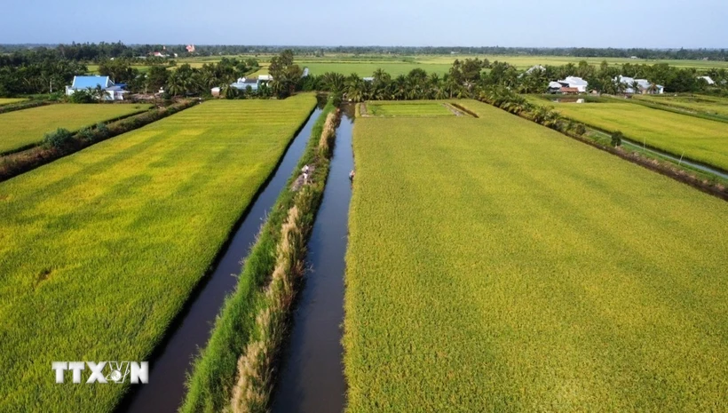 Thắng lợi kép từ vụ lúa-tôm, nông dân Kiên Giang phấn khởi