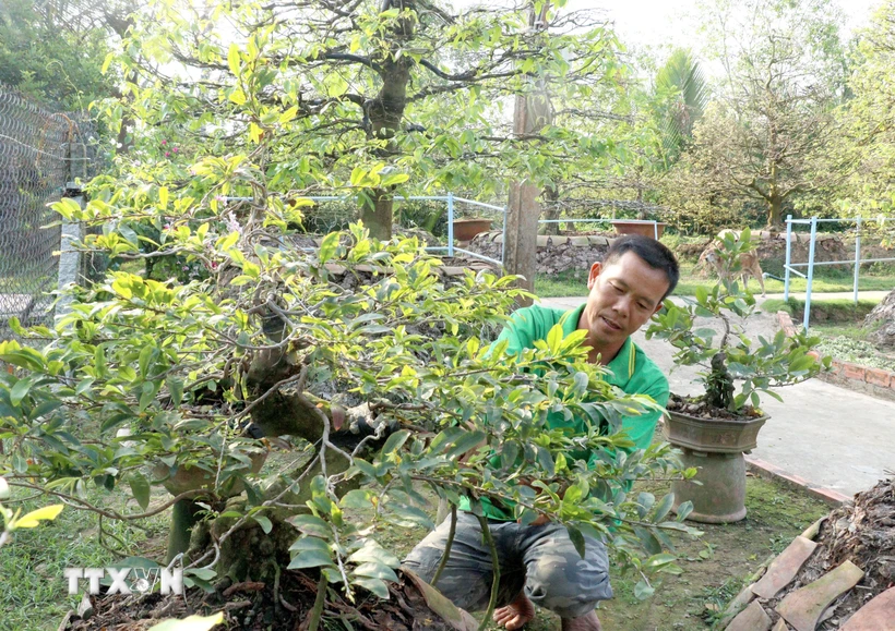 Vĩnh Long: Làng mai vàng Phước Định nhộn nhịp trong những ngày Giáp Tết