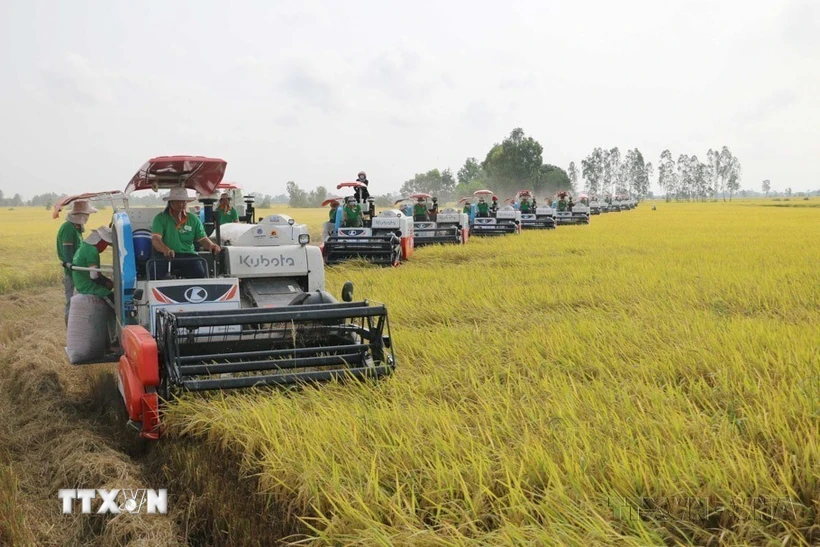 Công ty Cổ phần Tập đoàn Lộc Trời thu hoạch lúa cho bà con nông dân tham gia cánh đồng liên kết phục vụ xuất khẩu ở huyện Thoại Sơn, tỉnh An Giang. (Ảnh: Công Mạo/TTXVN)