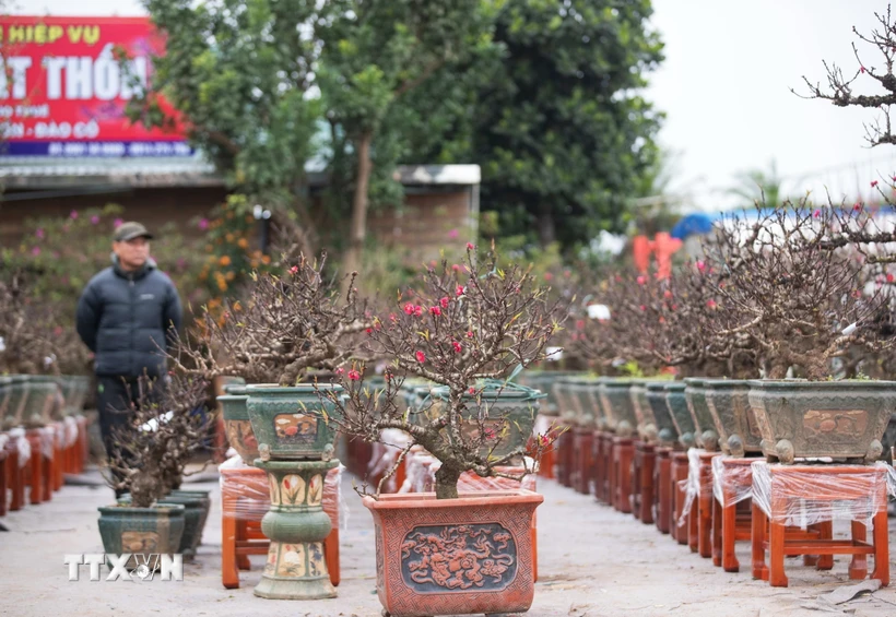 Do kỳ công chăm sóc, giá thành cao nên hiện nay còn ít nhà vườn ở làng đào Nhật Tân trồng đào Thất Thốn. (Ảnh: Hoàng Hiếu/TTXVN)