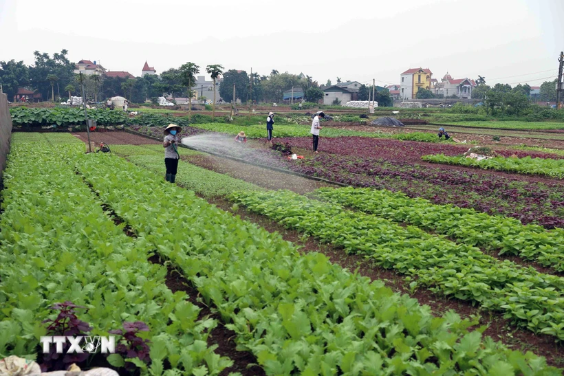 Nông dân chăm sóc rau tại vùng sản xuất rau chuyên canh huyện Hoài Đức, thành phố Hà Nội. (Ảnh: Vũ Sinh/TTXVN)