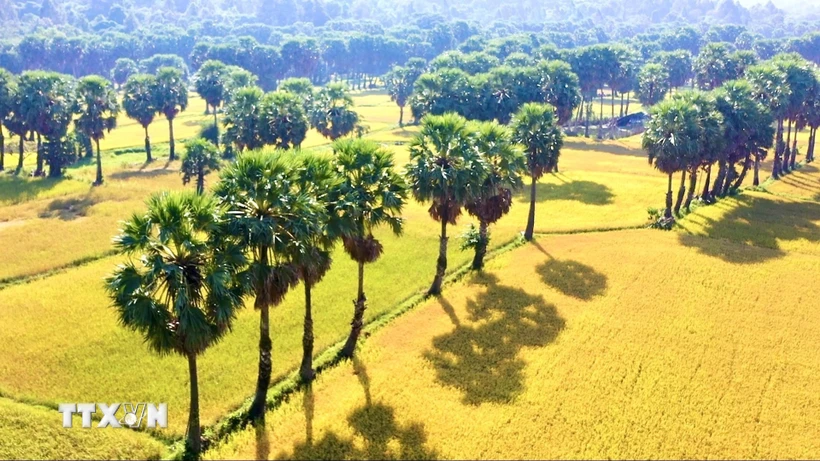 Cây thốt nốt ở huyện biên giới Tri Tôn, An Giang. (Ảnh: Thanh Sang/TTXVN)