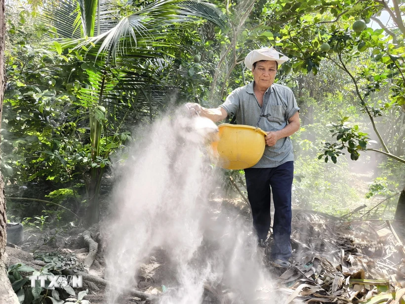 Ông Lê Văn Mãnh, xã Hưng Khánh Trung B, huyện Chợ Lách, Bến Tre bón phân hữu cơ giúp cây phục hồi bộ rễ sau hạn, mặn. (Ảnh: Huỳnh Phúc Hậu/TTXVN)