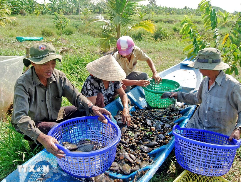 Người dân huyện U Minh (Cà Mau) thu hoạch cá đồng. (Ảnh: TTXVN phát)