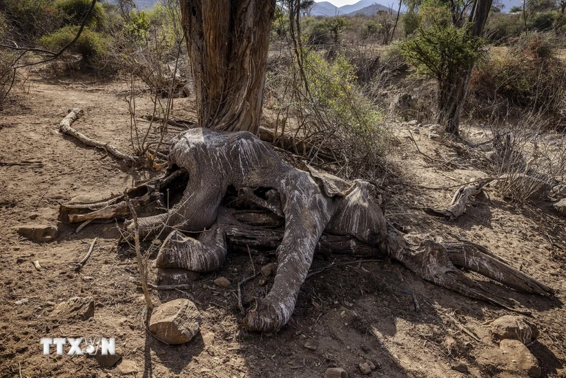 Một con voi chết do hạn hán tại Samburu, Kenya, ngày 12/10/2022. Ảnh: AFP/TTXVN