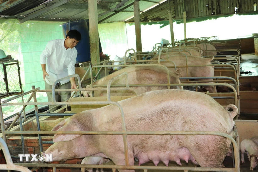 Nuôi lợn quy mô trang trại ở xã Phú An, huyện Cai Lậy (Tiền Giang). (Ảnh: Minh Trí/ TTXVN)