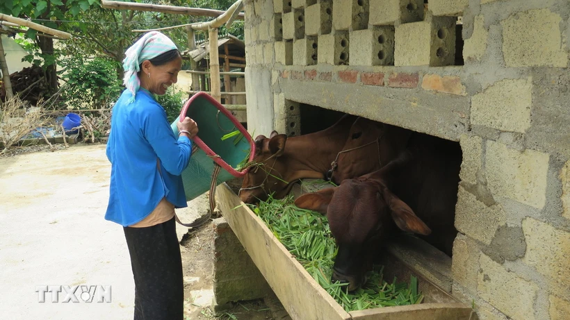 Nuôi bò thịt xóa đói giảm nghèo tại hộ gia đình chị Sùng Thị Hoa, xã Bản Mế, huyện Si Mai Ca, tỉnh Lào Cai. (Ảnh: TTXVN phát)
