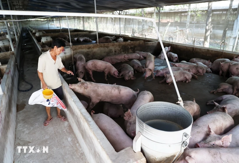 Trang trại nuôi heo thịt ở huyện Trảng Bom, tỉnh Đồng Nai. (Ảnh: Hồng Đạt/TTXVN)