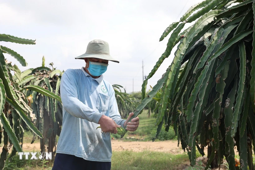 Ông Nguyễn Văn Chương, ngụ xã Bông Trang, huyện Xuyên Mộc tỉa trái để dưỡng cây thanh long chờ sản xuất nghịch vụ. (Ảnh: Hoàng Nhị/ TTXVN)