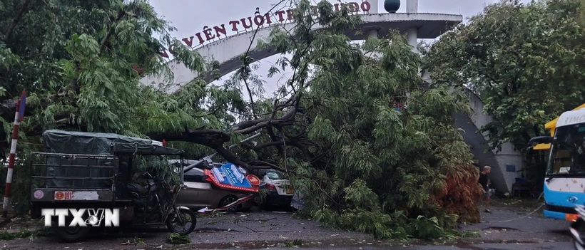 Cây gãy đổ đè bẹp nhiều ôtô tại bãi đỗ xe trước Công viên Tuổi trẻ. (Ảnh: Phương Anh/TTXVN)