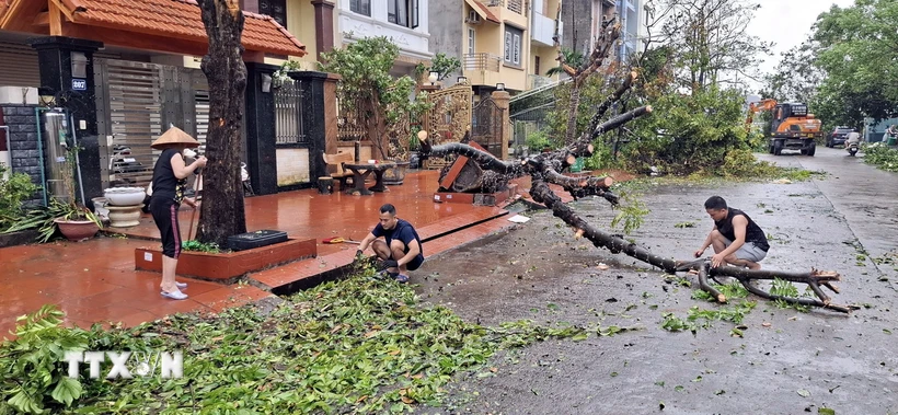 Người dân phường Hồng Hà, thành phố Hạ Long dọn dẹp sau bão. (Ảnh: Đức Hiếu/ TTXVN)