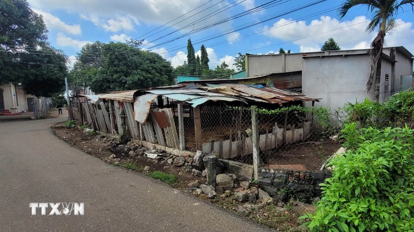 Điểm chăn nuôi bò của một hộ dân thuộc thị trấn Ngãi Giao (huyện Châu Đức) nằm ngay sát mặt đường nhựa, gây ô nhiễm môi trường. (Ảnh: Hoàng Nhị/TTXVN)