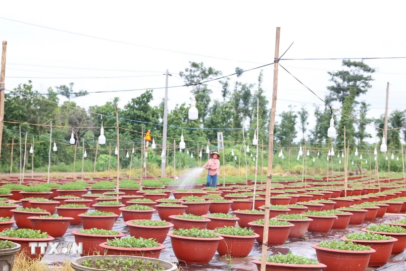 Chị Phùng Thị Phượng, ngụ xã Láng Lớn, huyện Châu Đức chăm sóc vườn hoa Tết của gia đình. (Ảnh: Hoàng Nhị/ TTXVN)