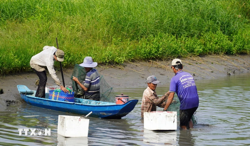 Hợp tác xã Ngã Bát cung ứng con giống, vật tư nông nghiệp giúp giảm chi phí, tăng lợi nhuận cho mô hình sản xuất tôm-lúa ở xã Đông Hưng B, huyện An Minh (Kiên Giang). (Ảnh: Văn Sĩ/TTXVN)