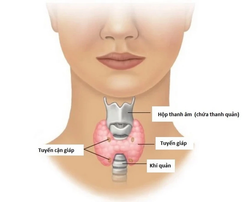 Giải phẫu tuyến giáp và tuyến cận giáp. (Nguồn: Bệnh viện K)