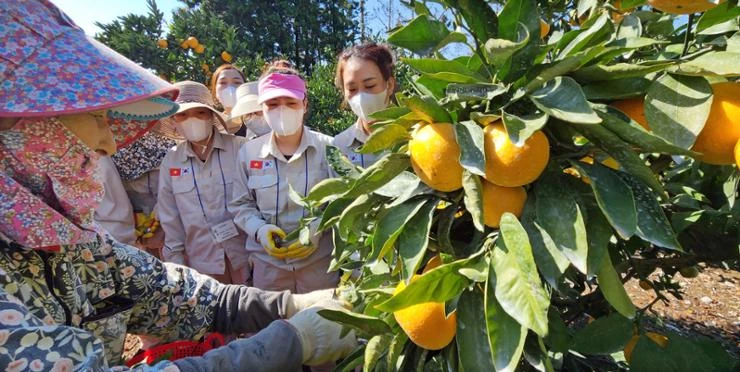 Công nhân Việt Nam tham gia chương trình lao động thời vụ của Hàn Quốc tại trang trại ở Seogwipo, đảo Jeju. (Nguồn: Yonhap)