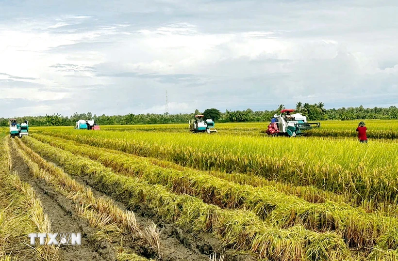 Thu hoạch lúa chất lượng cao tại Sóc Trăng. (Ảnh: Trung Hiếu/TTXVN)